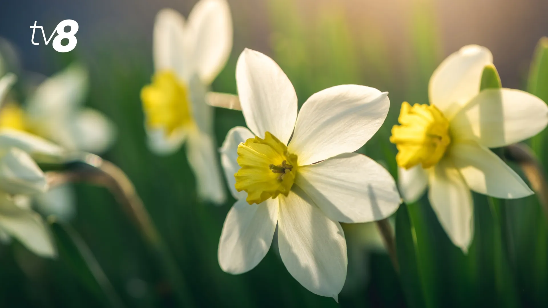 /METEO/ Vremea azi, 7 aprilie 2026: Ploi și vânt puternic în toată țara. Temperaturile prognozate