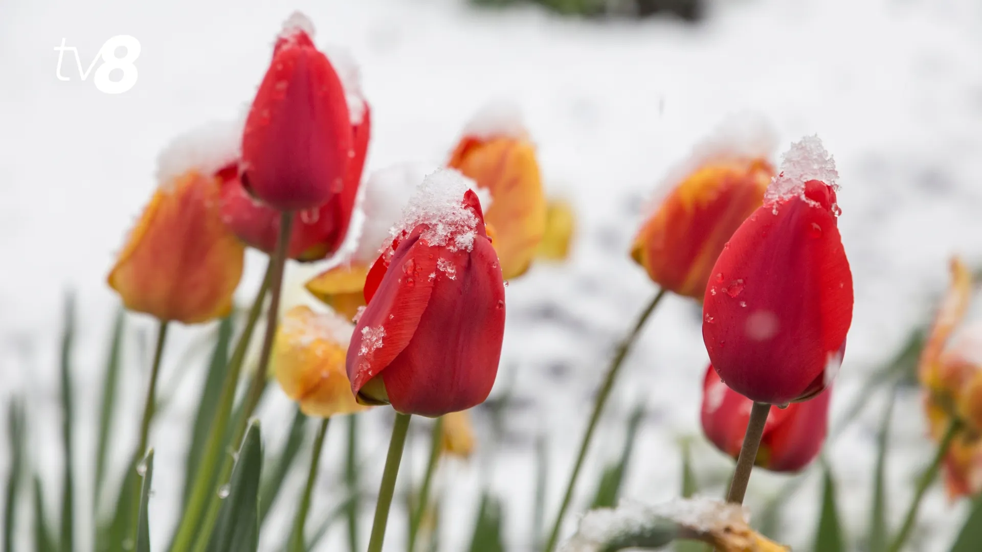 /HARTĂ/ Cum va fi vremea din Moldova în aprilie 2026: Recordurile istorice de zăpadă, ger și +32,5°C