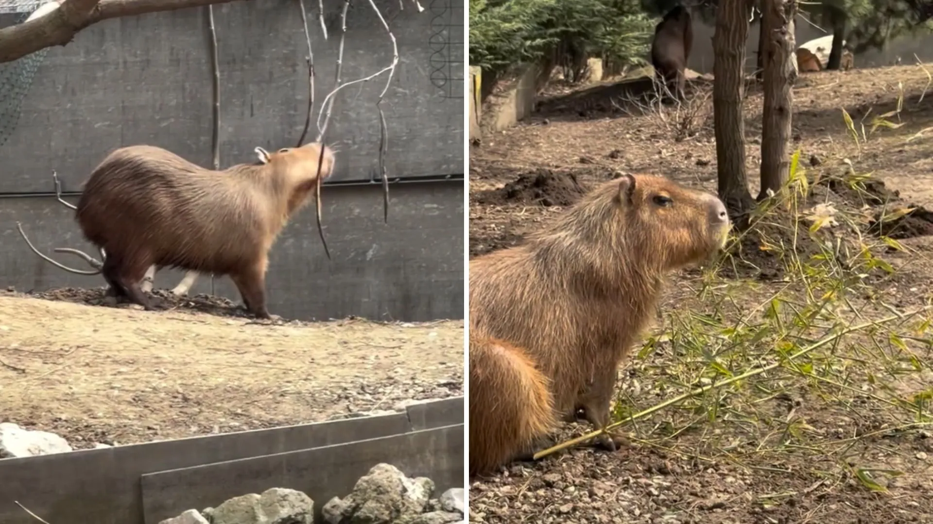 /VIDEO/ Grădina Zoologică din Chișinău prinde viață: Mai multe animale au ieșit la soare