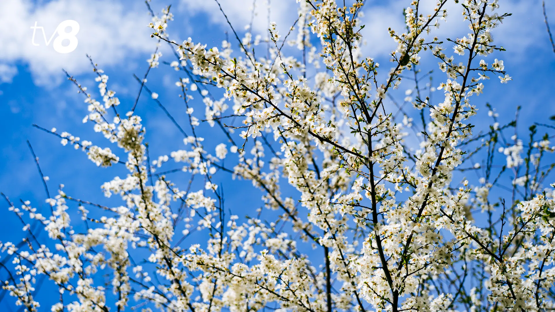 Cum va fi vremea de Paștele Blajinilor 2026: Temperaturile prognozate de meteorologi