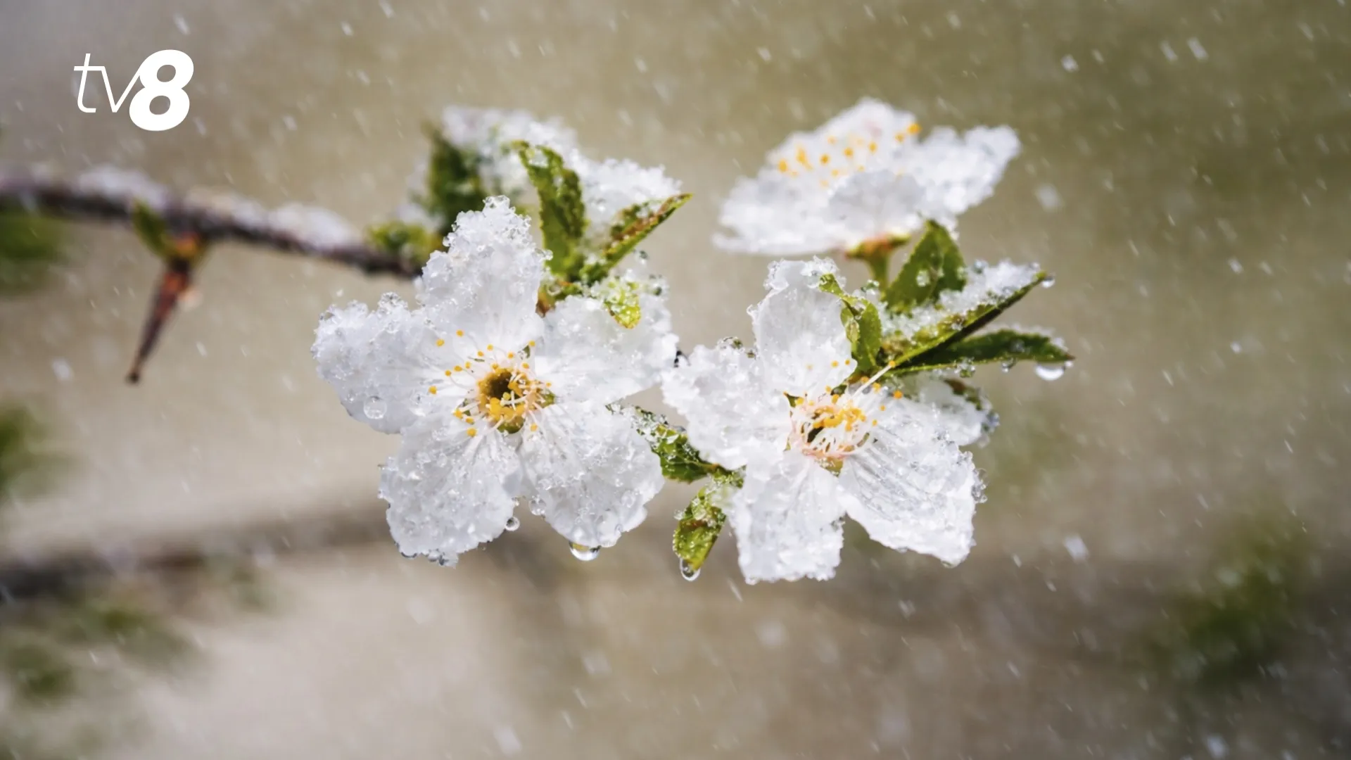 Vremea de Paște 2026 în Moldova: Ploi, frig și fulgi în ajun. Când revin zilele calde