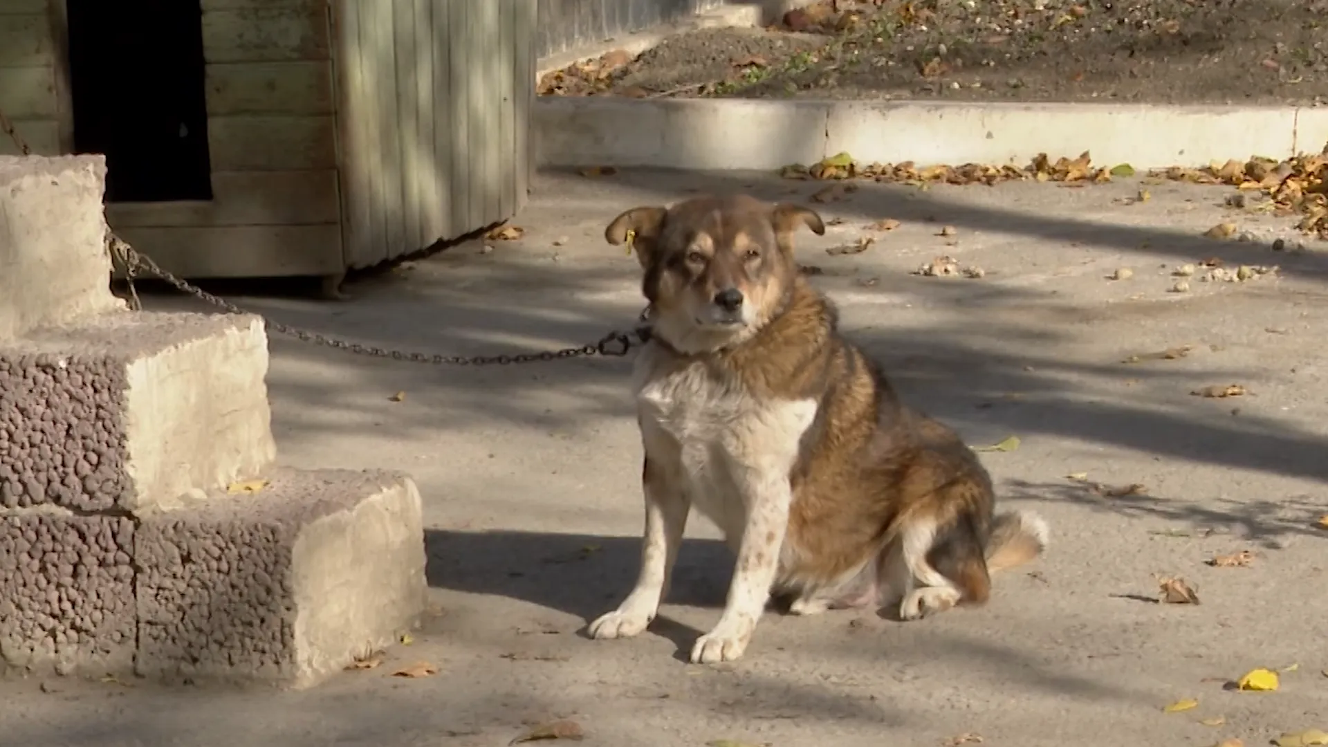 /VIDEO/ „S-a speriat foarte mult”: Un copil de 8 ani, atacat de câinii vagabonzi în Chișinău. Vecinii de bloc sunt îngrijorați