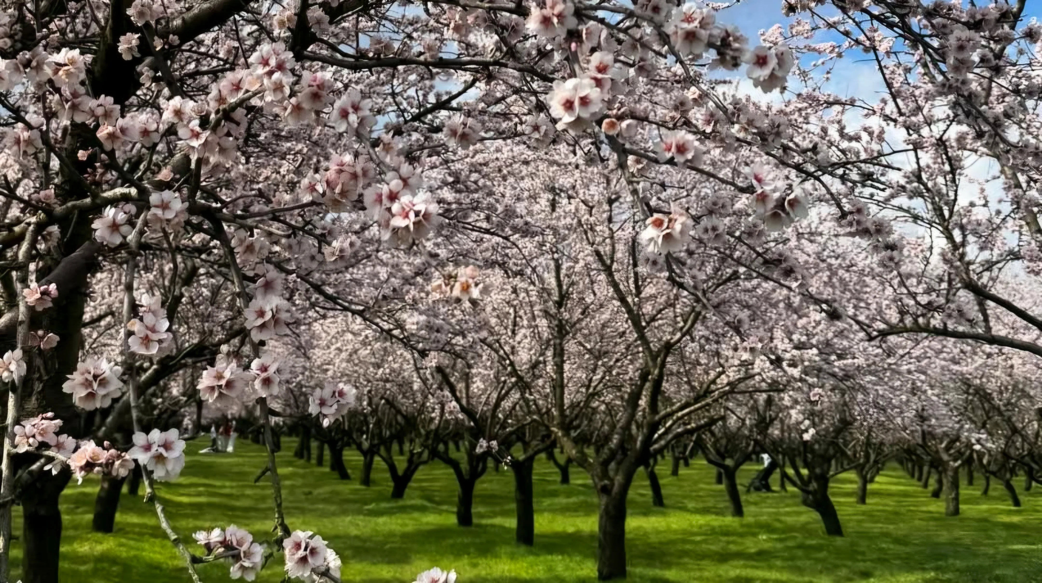 /VIDEO/ Migdalii în floare cuceresc inimile: Vizitatori din toată țara vin pentru fotografii spectaculoase