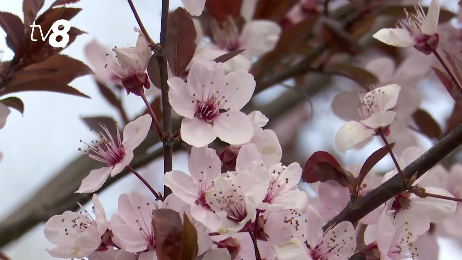 /VIDEO/ Mica Japonie de la Grădina Botanică: Arborii înfloriți de magnolii și sakura atrag sute de vizitatori