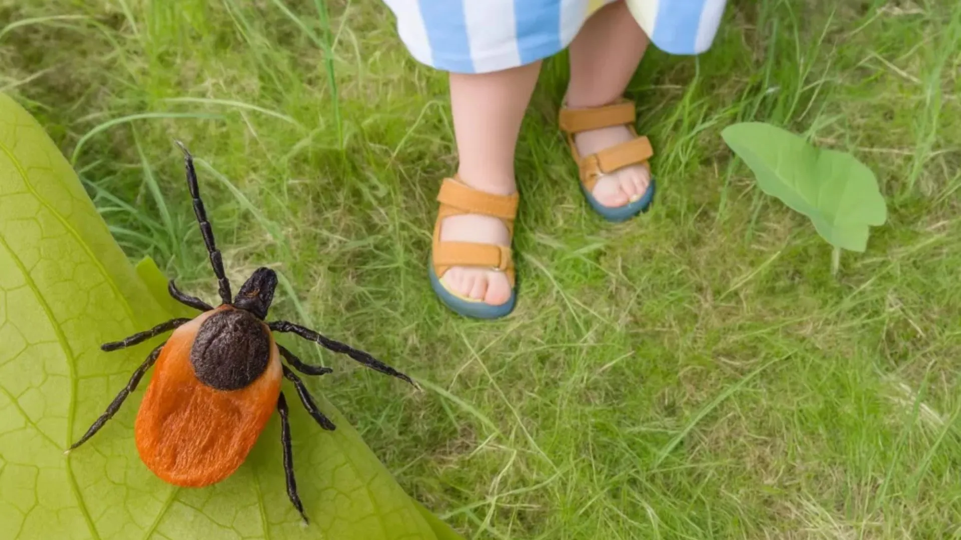 A început sezonul căpușelor: Cum vor fi tratate spațiile verzi din Chișinău