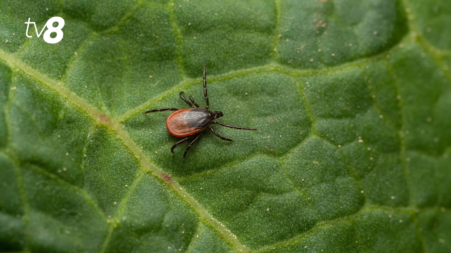 /VIDEO/ 7 cazuri de boala Lyme, confirmate într-o săptămână la Chișinău: Cum luptă autoritățile cu căpușele