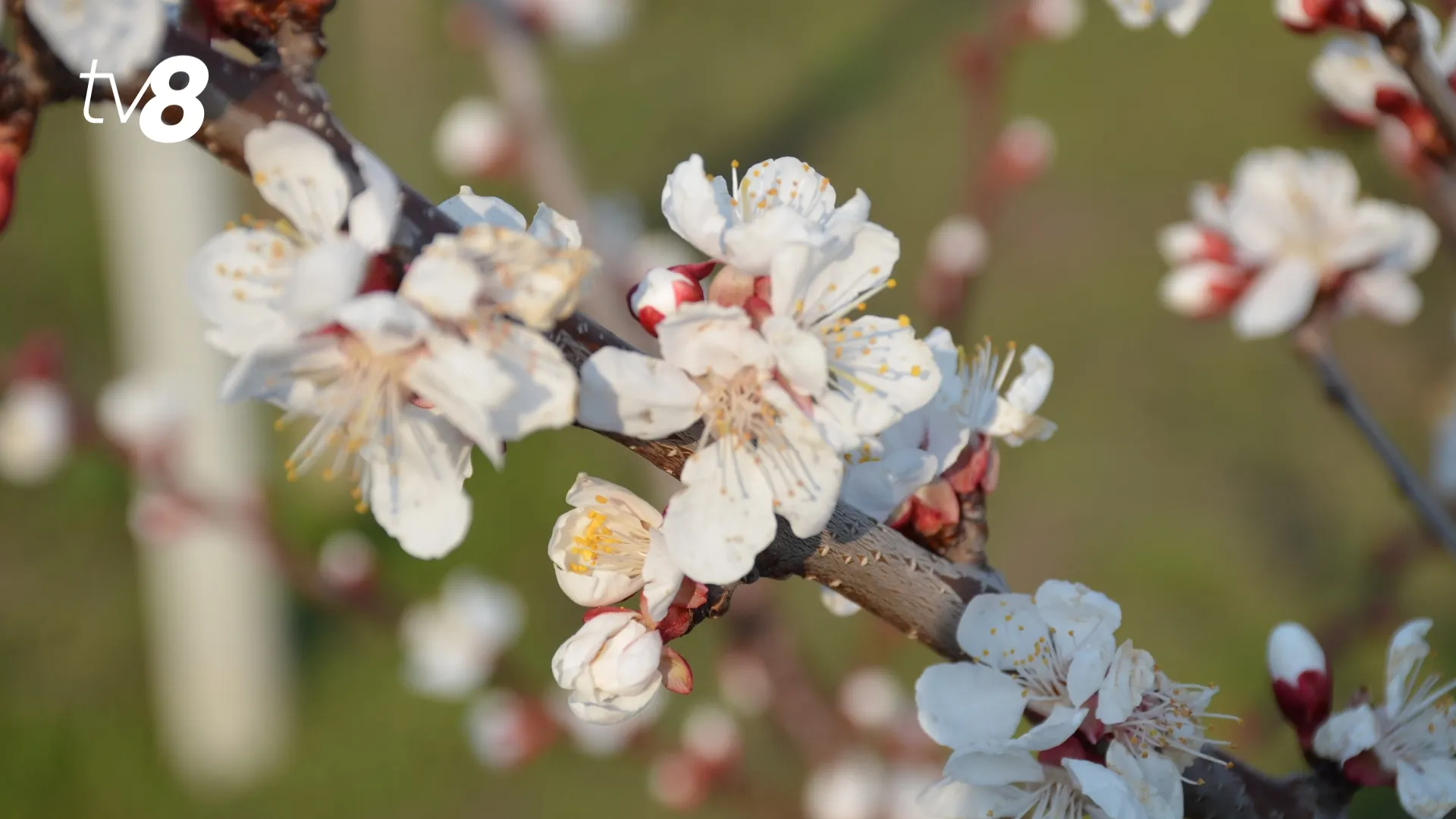 /METEO/ Vremea azi, 20 mai 2026: Cer variabil și ploi de scurtă durată. Care vor fi temperaturile