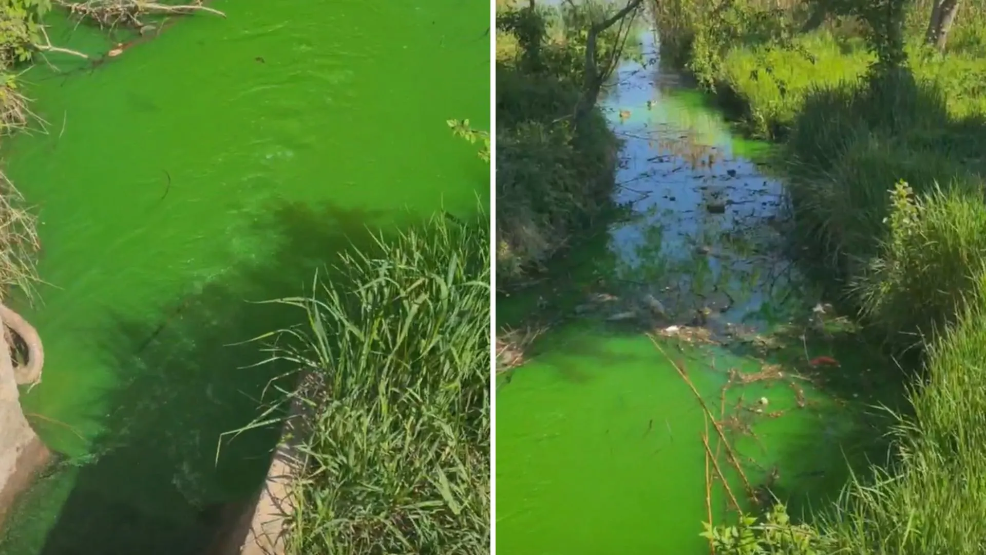 /VIDEO/ Apă verde într-un izvor din Chișinău: Termoelectrica oferă explicații despre situația dintr-un parc