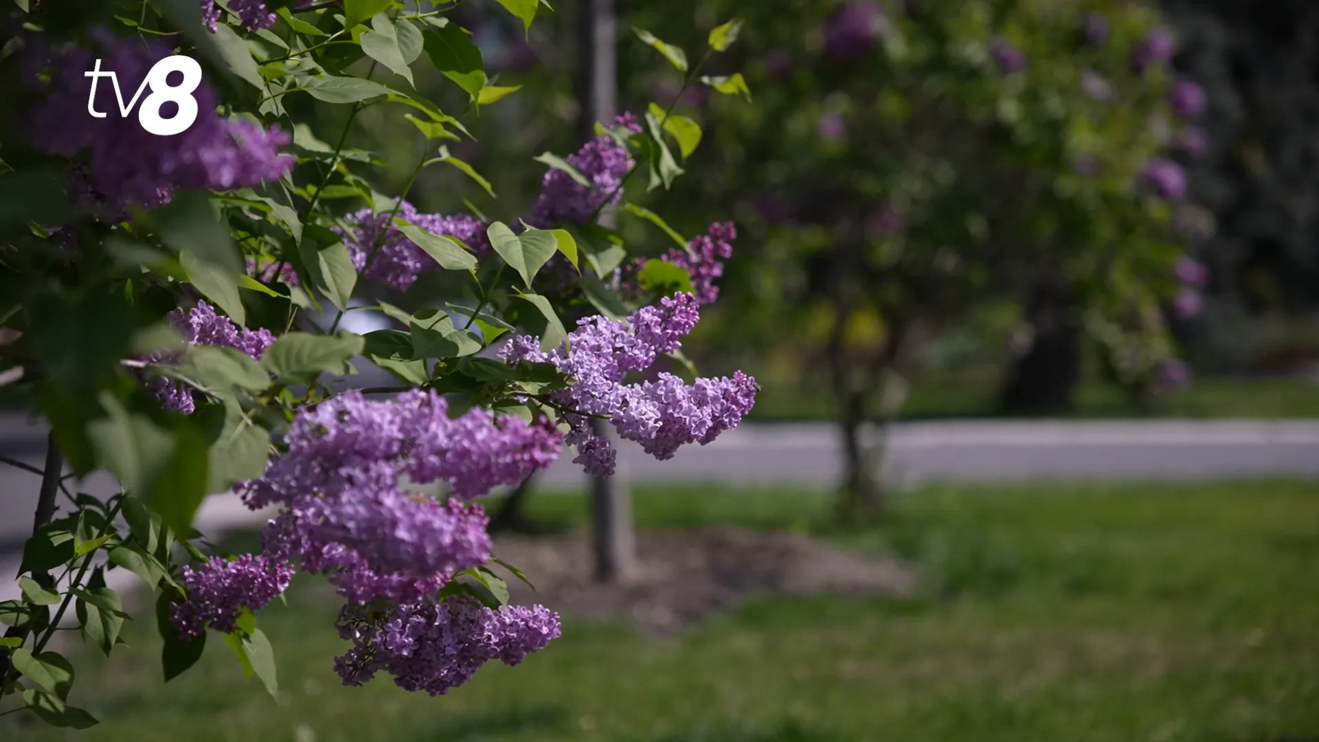 /METEO/ Vremea azi, 24 mai 2026: Zi fără ploi în Chișinău. Prognozele meteorologilor pentru celelalte regiuni