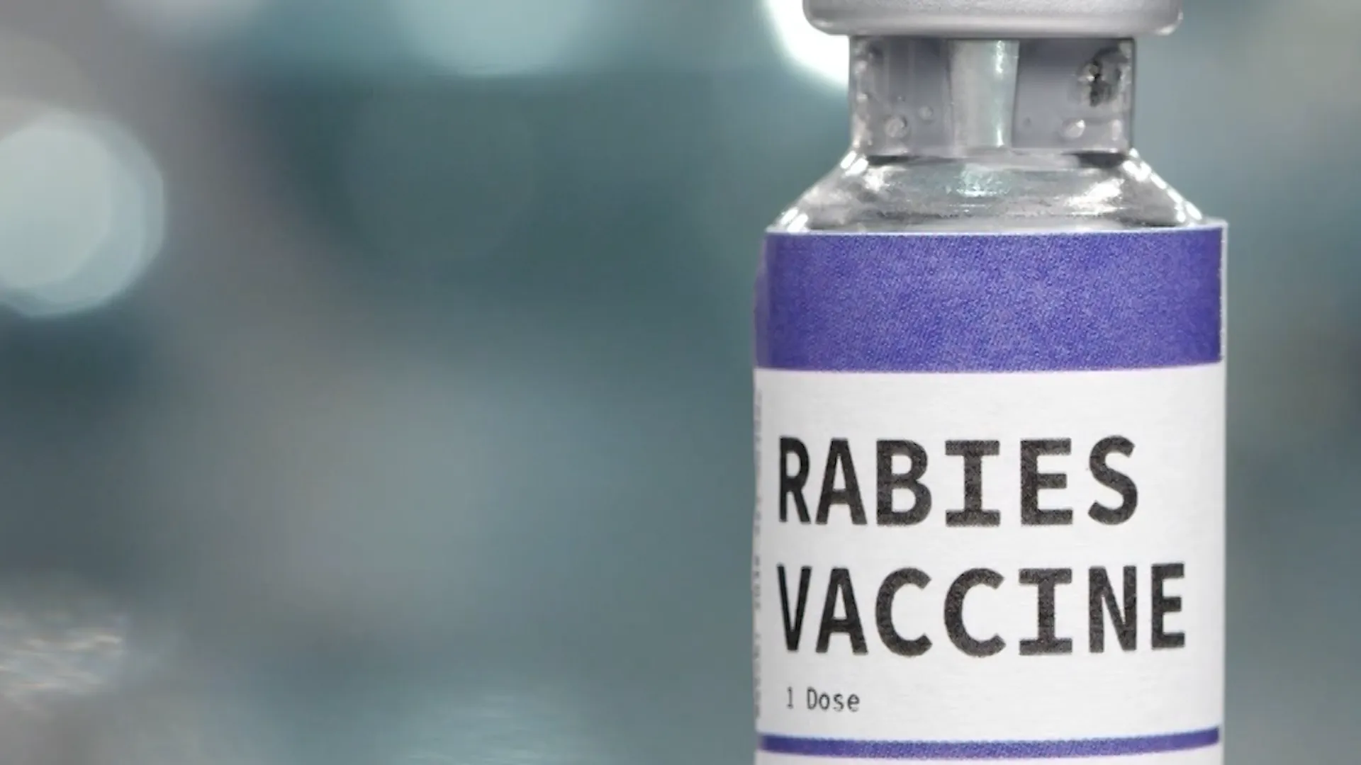 /VIDEO/ Risc de infectare cu rabie în Chișinău: Sute de oameni mușcați de animale în 3 luni și stocuri de vaccin epuizate
