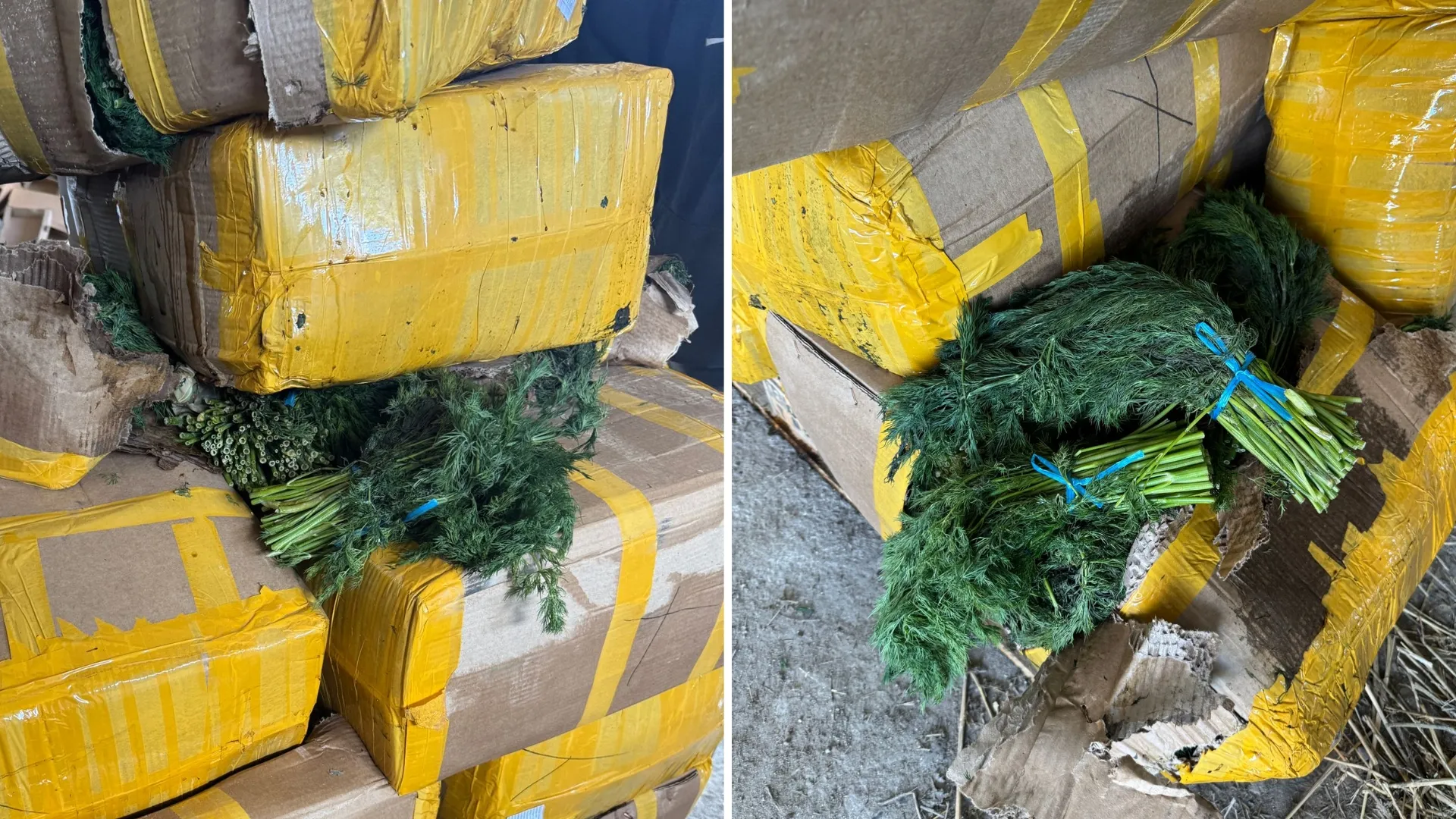 10 tone de mărar, contaminat cu pesticide: ANSA a reținut și nimicit întreaga cantitate