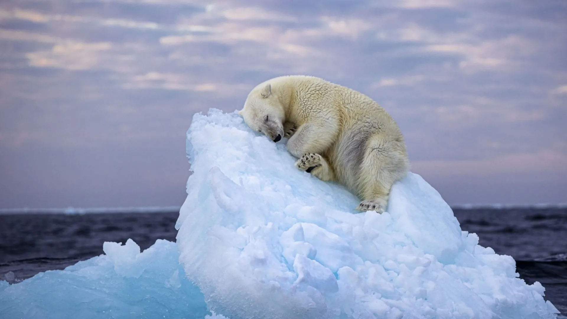 Premieră îngrijorătoare în Europa: Gripa aviară a fost descoperită la un urs polar mort