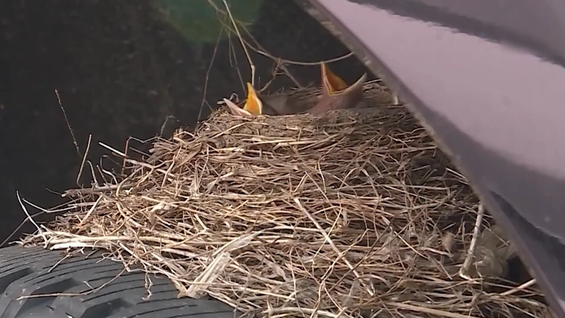 /VIDEO/ Livrare blocată de un cuib: O camionetă a devenit casă pentru patru pui de pasăre