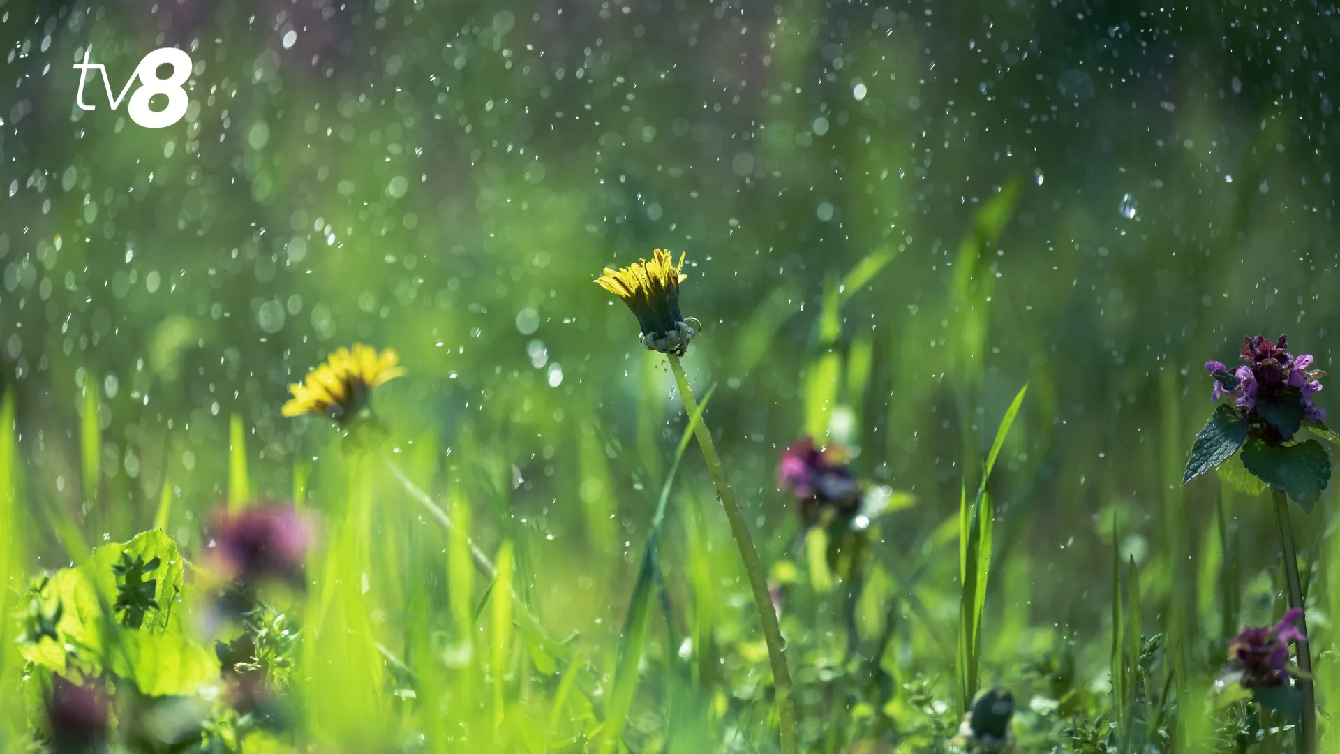 /METEO/ Vremea azi, 13 iunie 2026: Soarele reapare pe cer, dar unele regiuni nu scapă de ploi. Unde se așteaptă precipitații