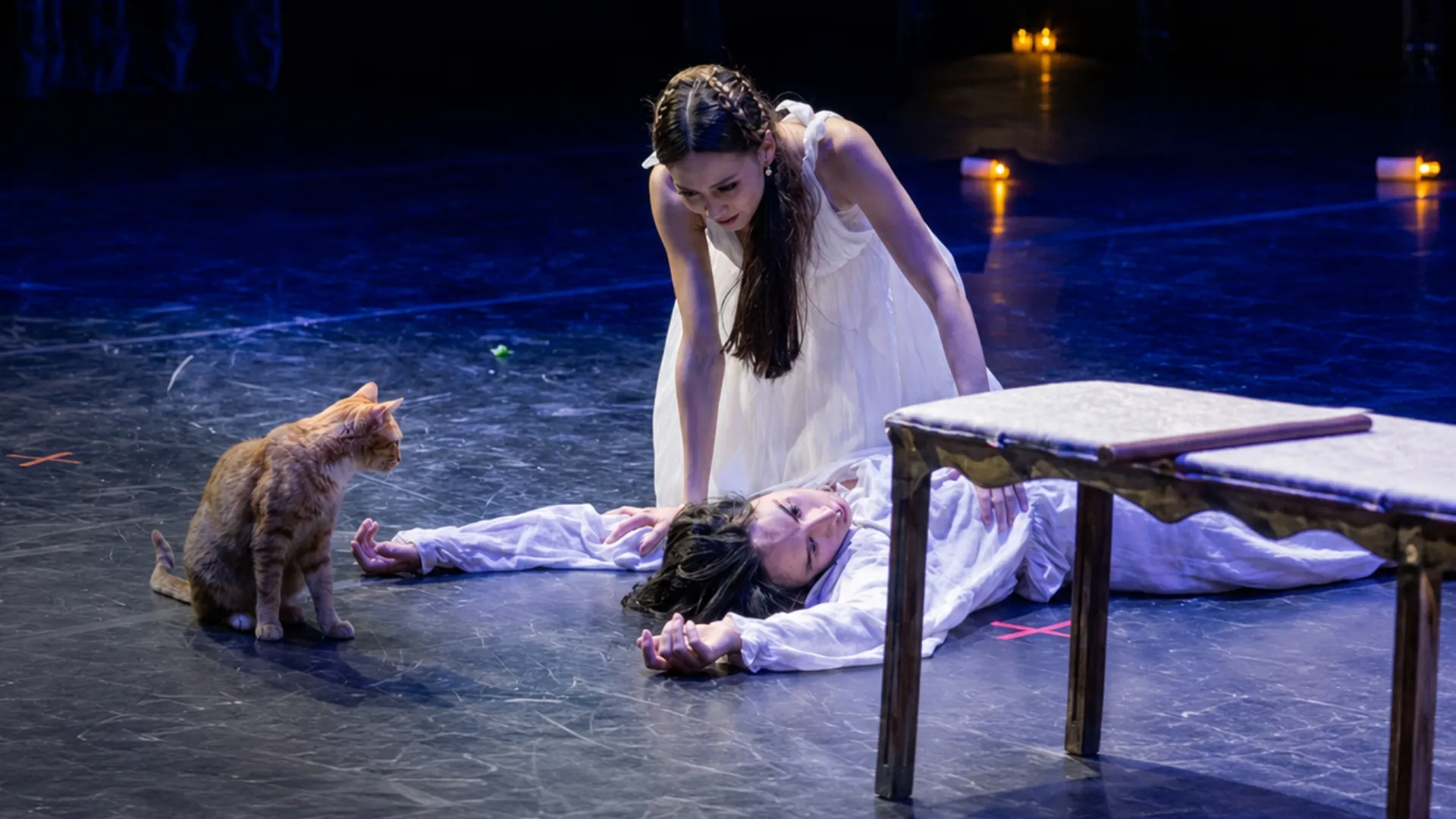 /VIDEO/ Scenă virală la spectacol: Cum o pisică a întrerupt spectacolul „Romeo și Julieta”