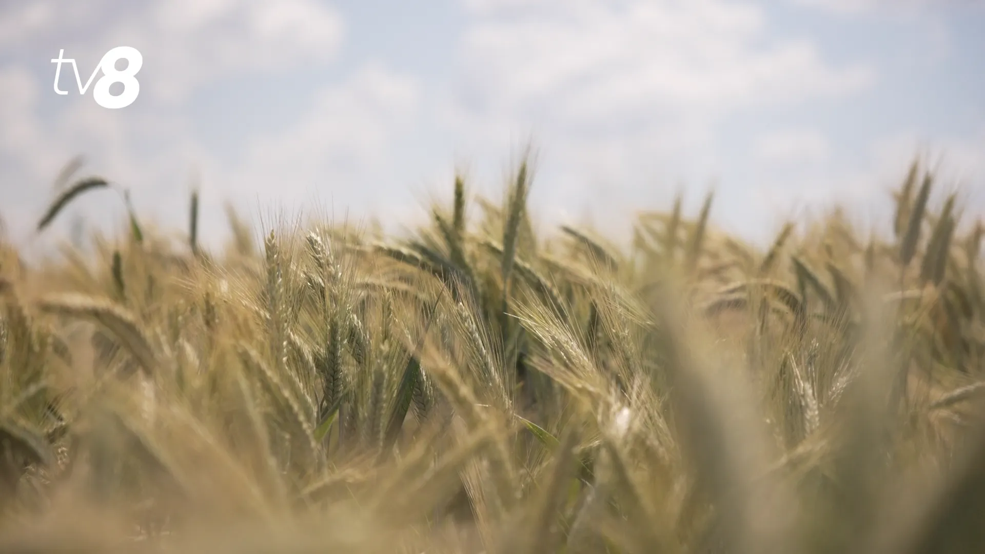 roada orz cereale agricultură fermier