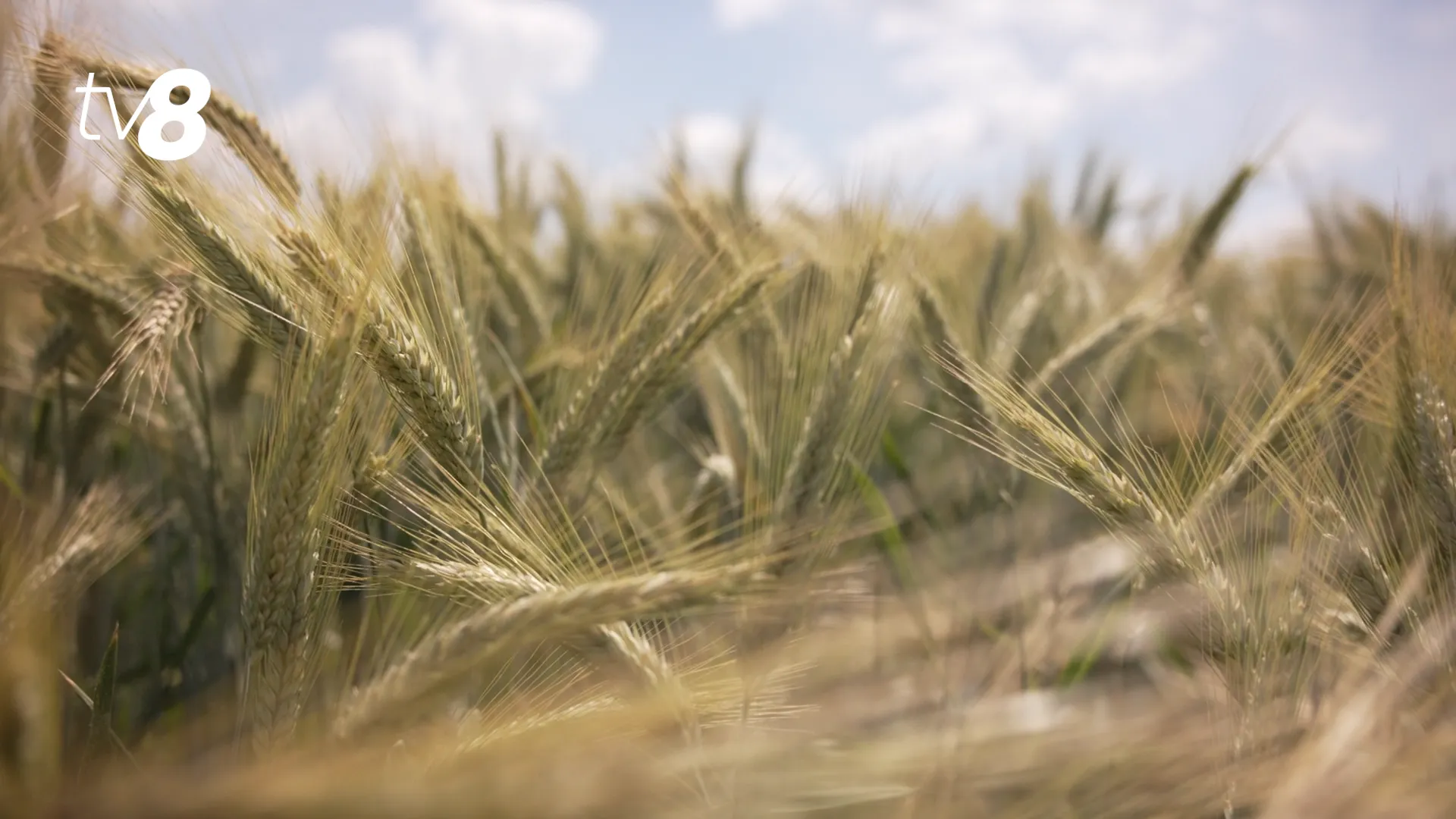 /VIDEO/ Fermierii cer control asupra cerealelor din Ucraina: Guvernul nu promite revenirea la licențe