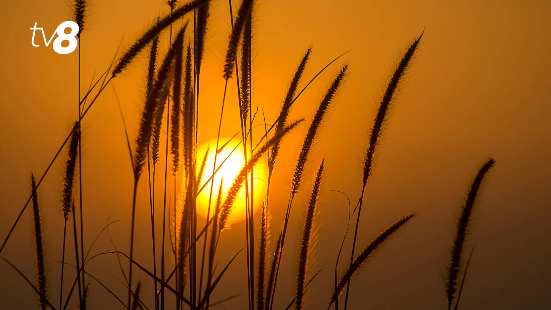 /METEO/ Vremea azi, 28 iunie 2026: Cer senin și temperaturi de până la +38 de grade Celsius