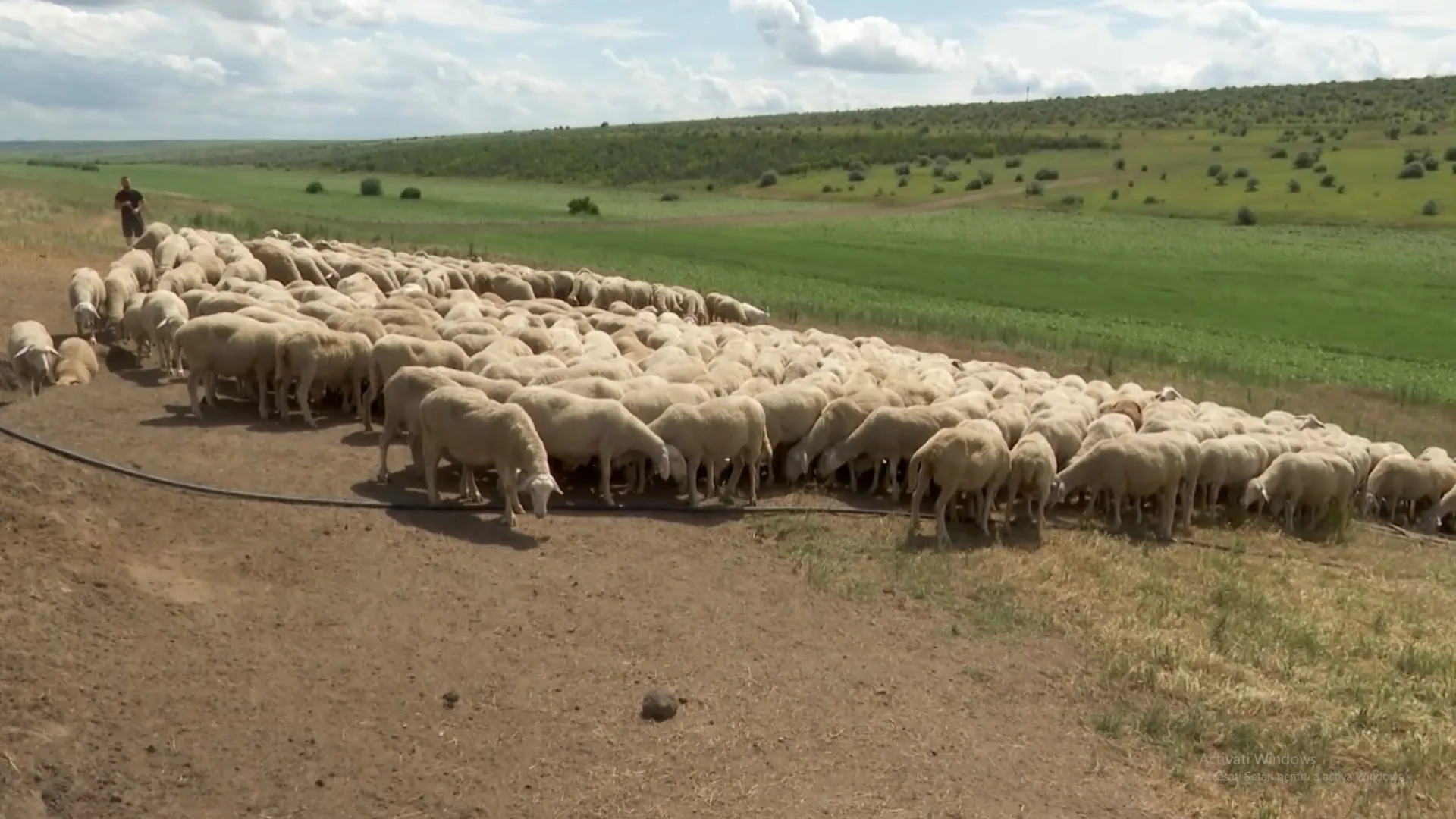 /VIDEO/ „Din pasiune nu e greu”: Doi soți din Cahul au reușit să construiască o fermă de succes /P/