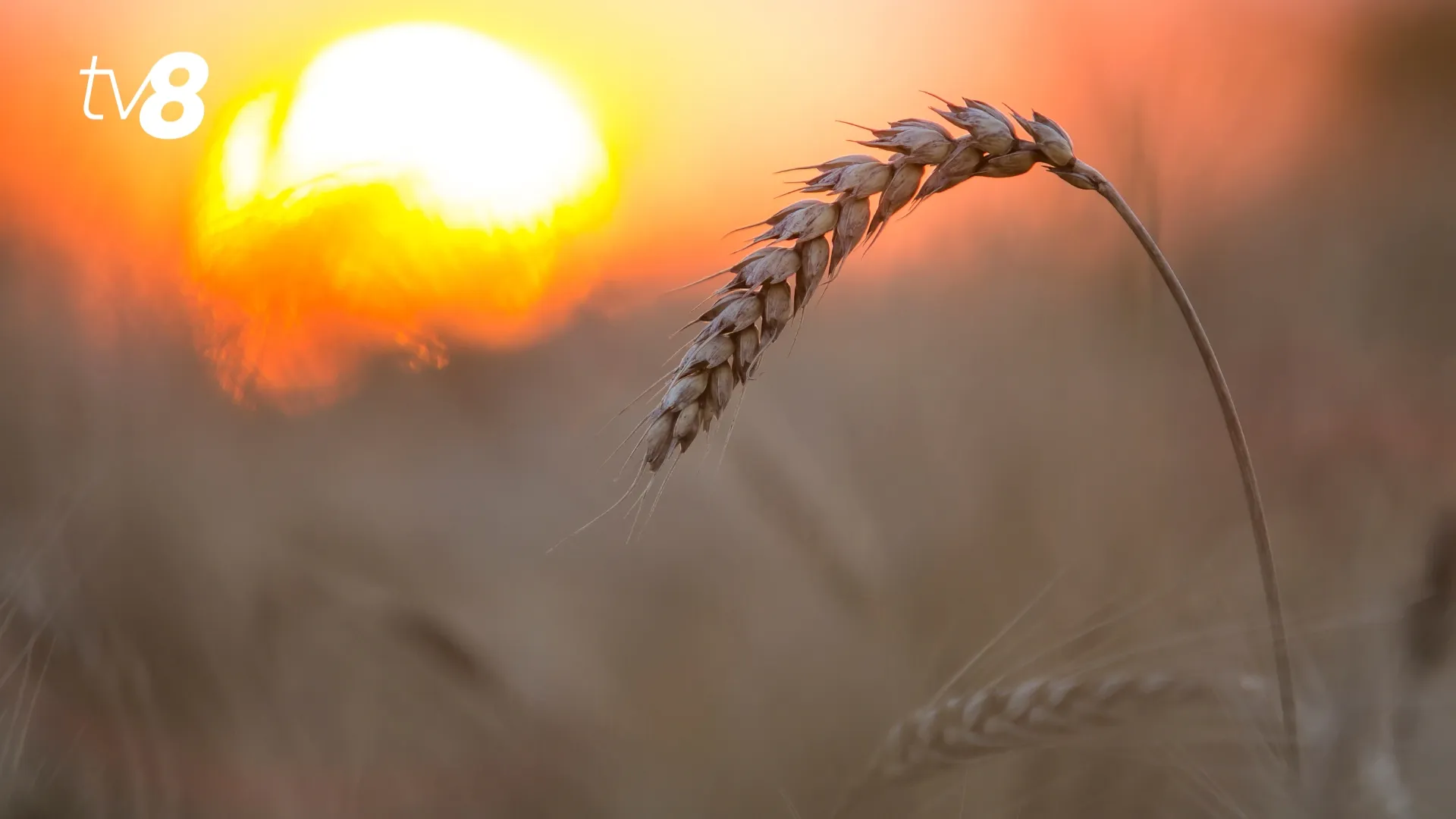 /METEO/ Vremea azi, 31 iulie 2026: Zi cu soare și temperaturi de până la +33 de grade Celsius