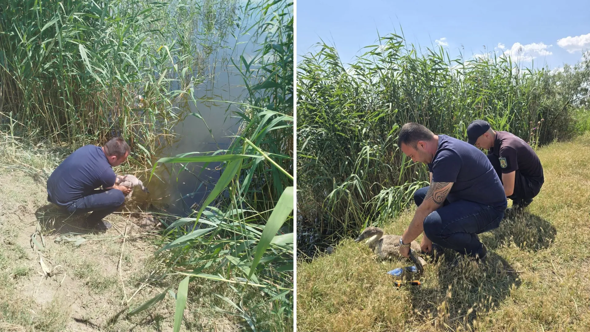 /FOTO/ Doi pui de lebădă, ascunși în portbagaj: Descoperirea s-a lăsat cu amenzi de mii de lei