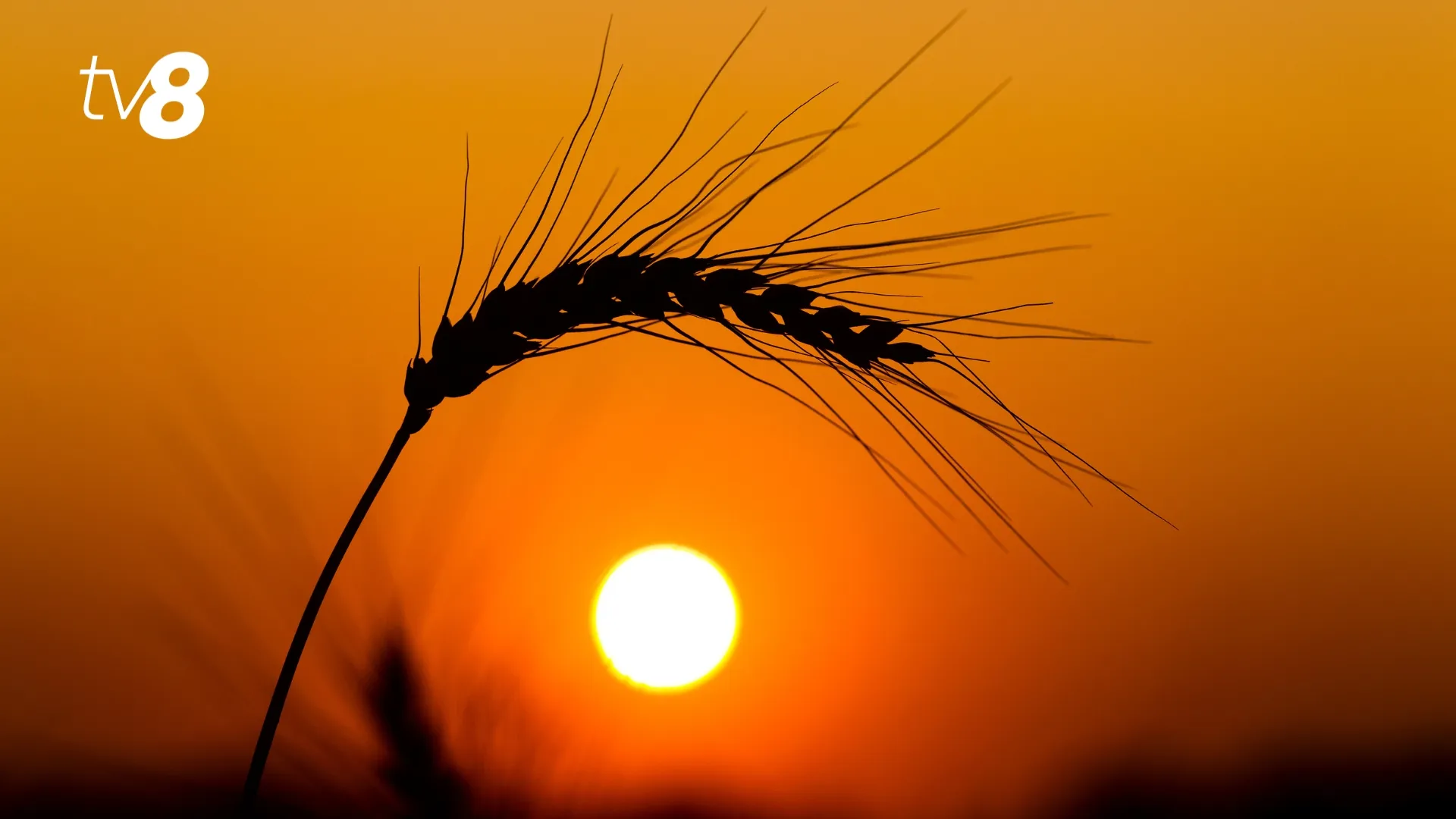 /HARTĂ/ Alerta de caniculă, prelungită în aproape toată Moldova: Regiunile cu +34°C
