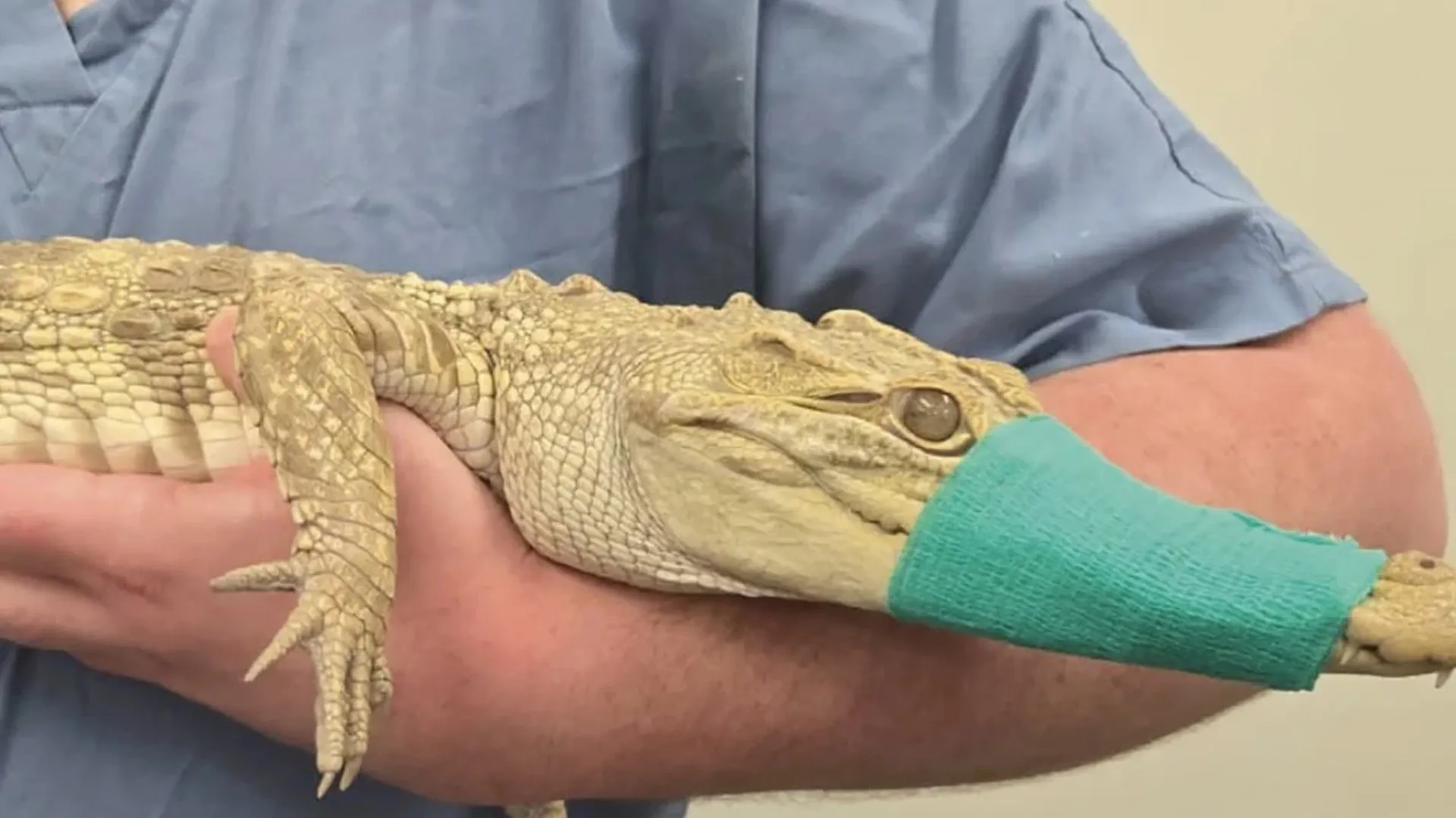 /VIDEO/ Crocodil ținut pe balcon și peste 100 de reptile în casă: Ce riscă o femeie reținută