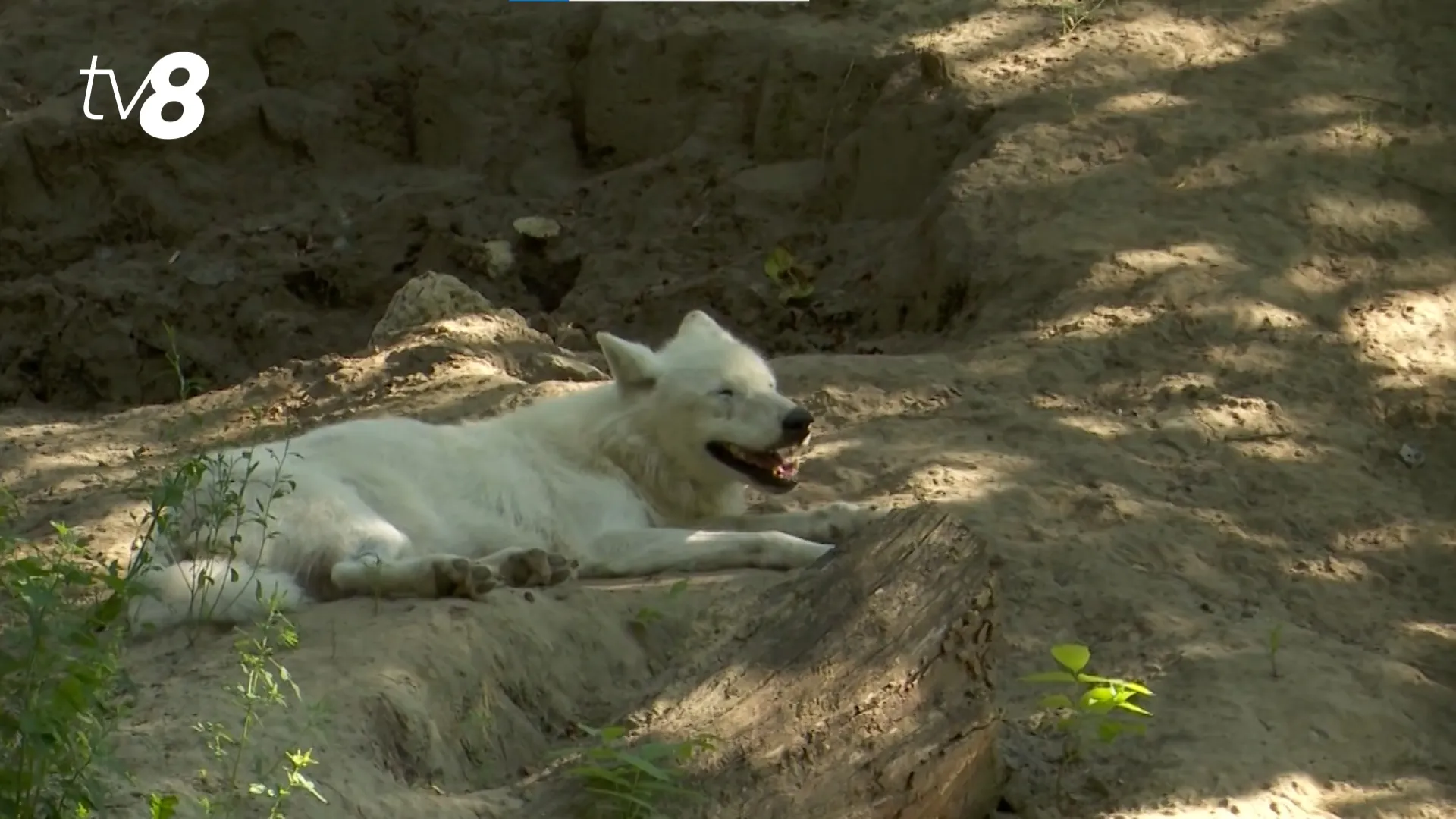 /VIDEO/ Canicula le dă bătăi de cap și animalelor: Cum rezistă în zilele cu temperaturi toride