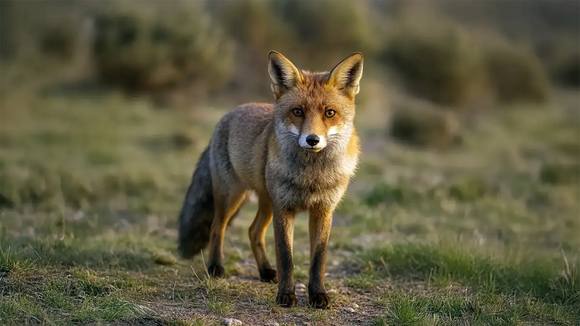 /VIDEO/ Vulpile au ajuns în curțile oamenilor la Ialoveni: Pericolul din spatele animalelor care par inofensive