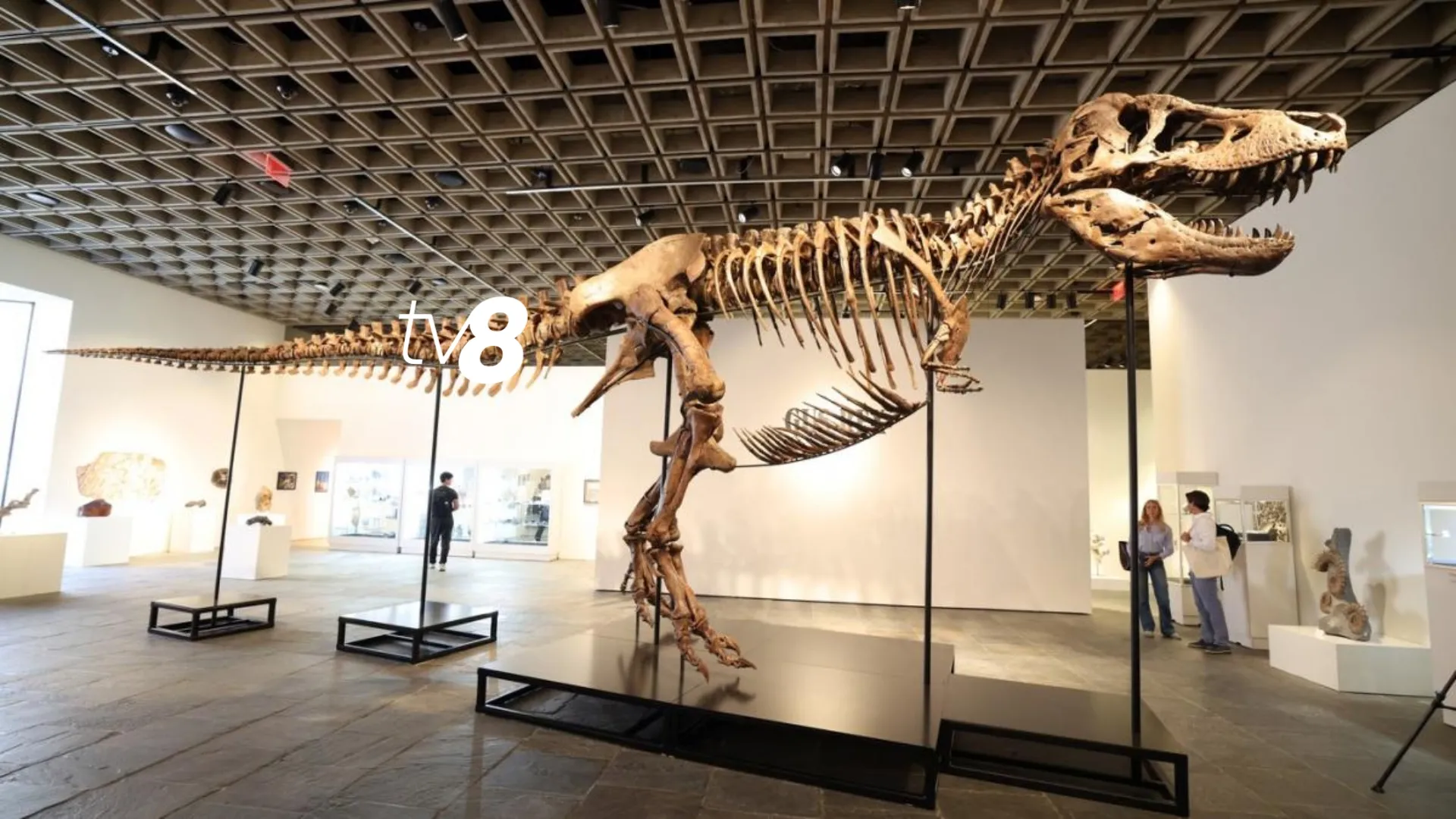 /VIDEO/ Record la New York: Cât a costat cel mai scump schelet de dinozaur din istorie, găsit la o fermă