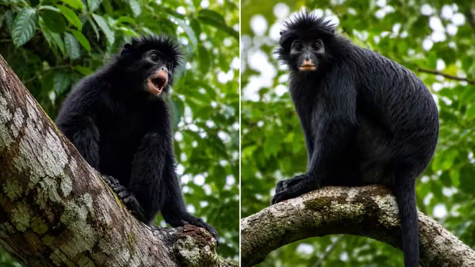 Animalele sălbatice din Congo, în atenția cercetătorilor: A fost descoperită o nouă specie de maimuță