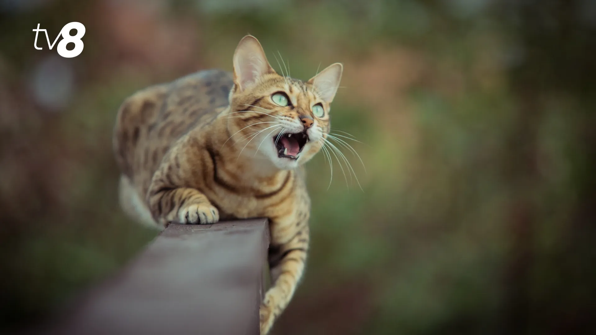 /VIDEO/ Alertă de rabie la Dănceni: O pisică infectată a mușcat un copil, iar satul a intrat în carantină