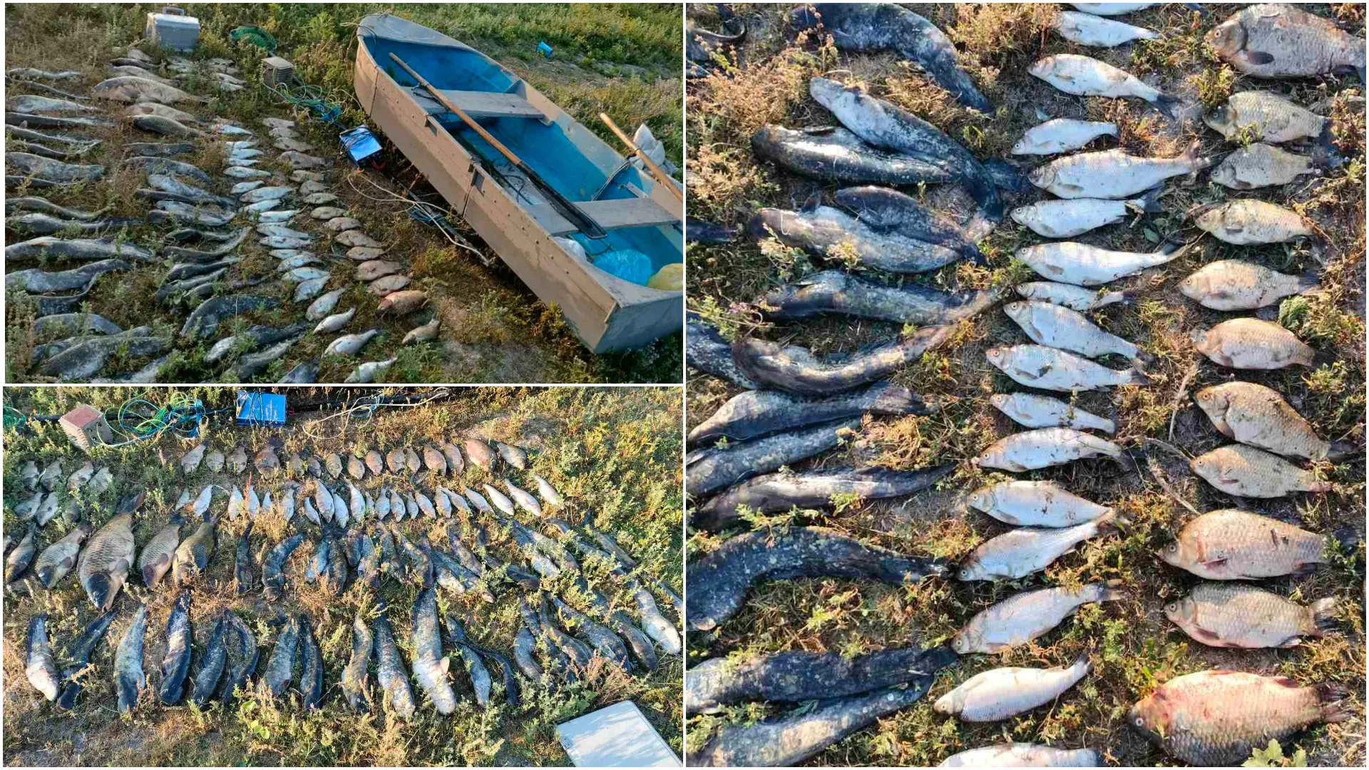 Pești din Cartea Roșie, prinși ilegali: Prejudiuciu de ridică la peste 372.000 de lei