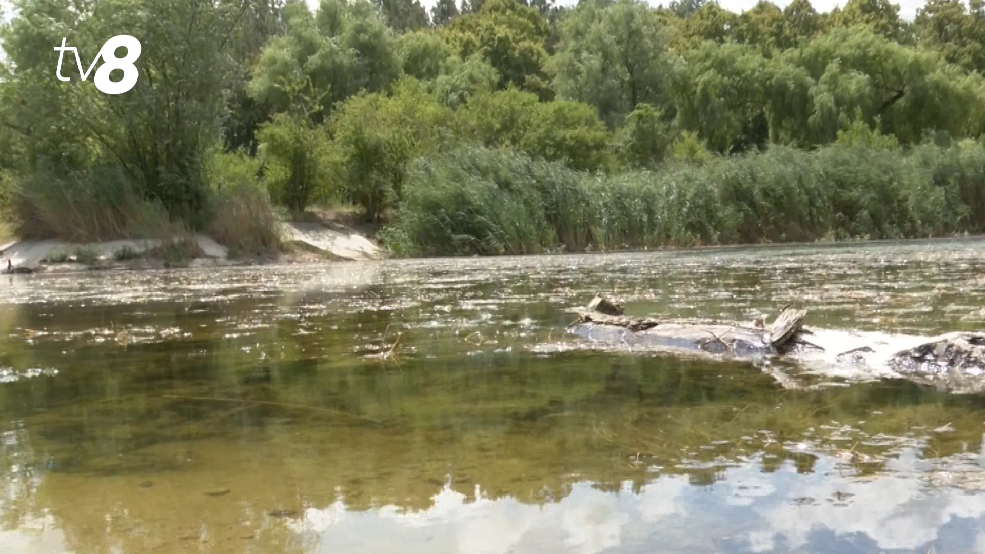 /VIDEO/ Lacul de la Porțile Orașului, lăsat să moară: Peștii înoată prin gunoaie, iar nivelul apei a scăzut