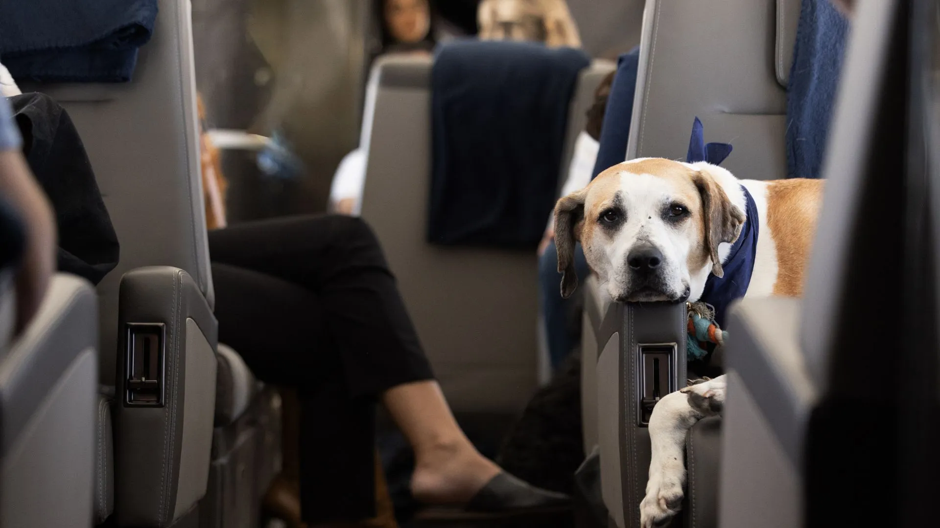 Câinii de talie mare vor putea călători în cabina avionului: Țara europeană care a aprobat schimbarea