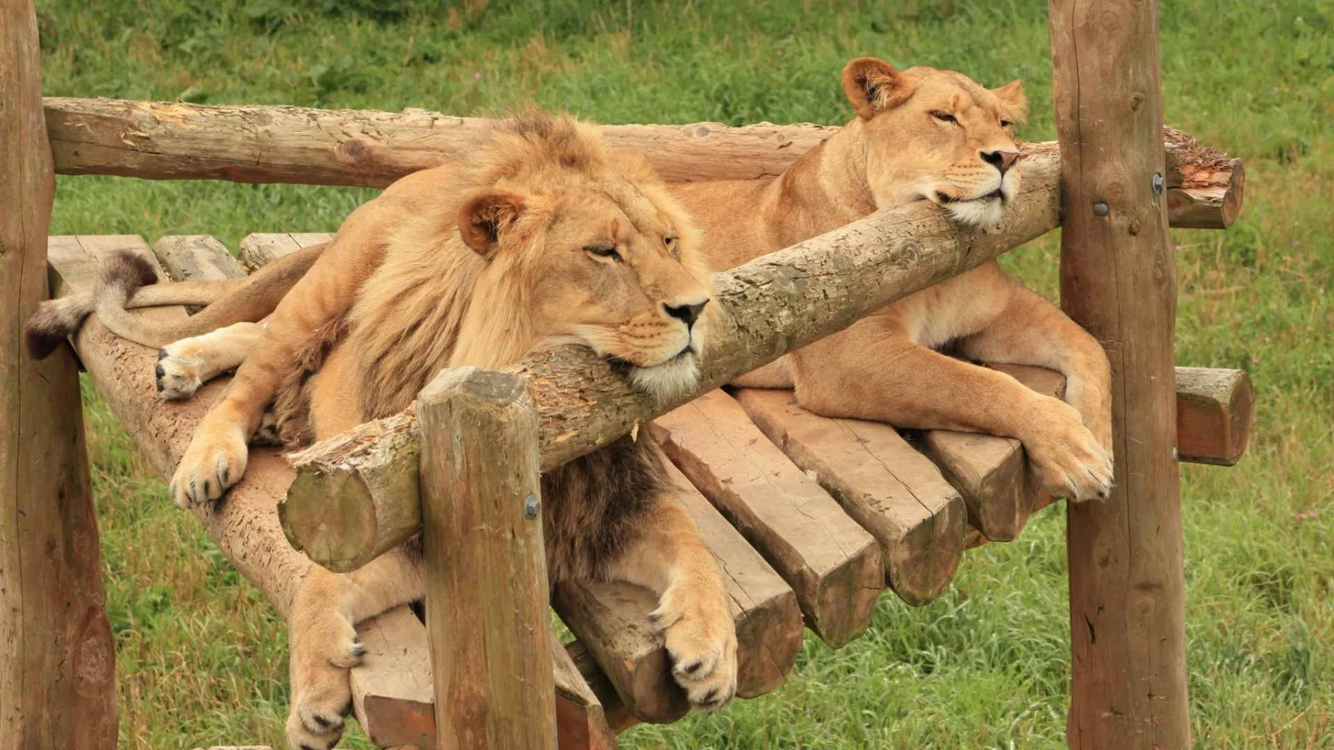 Animalele, sufocate de căldură: 3 lei au murit la o grădină zoologică din Tokyo