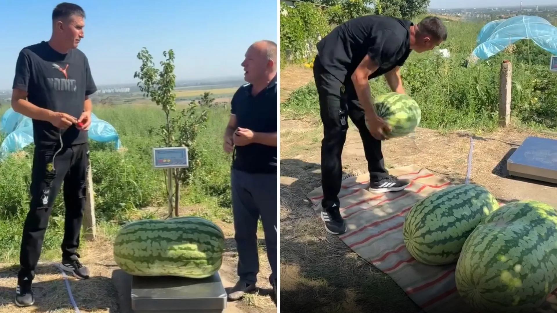/VIDEO/ Record la Căușeni: Cum arată un pepene verde de 74 de kilograme crescut la Hagimus