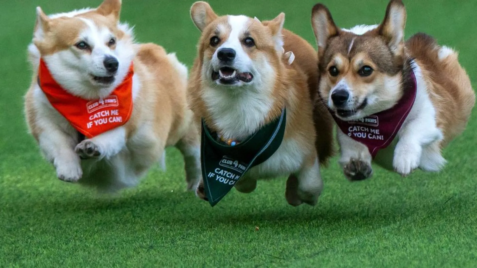 /VIDEO/ Cine aleargă mai rapid sau latră mai tare? 150 de corgi au făcut show la Vilnius